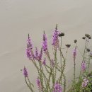 솔솔펜션 | [공지] 경주여행 신상 한옥숙소 솔솔한옥스테이 감성 독채 펜션 이용후기 추천