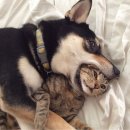 개와고양이 이미지