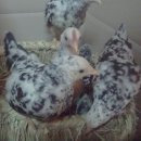 양지-3336 이미지