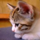 LOVELY CAT 이미지