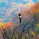 봄마중(2월에는) 이미지