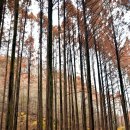 장태산휴양림 이미지