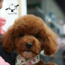 스타애견미용 이미지