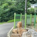 소백산비비 | 충북 단양 감성숙소 비비아나 펜션 내돈내산 후기