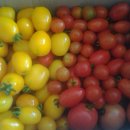 자연재배 토마토와 청양고추 이미지