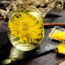 국화-Chrysanthemum 이미지