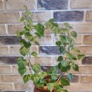 소라세탁소 이미지