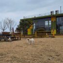 바라겔 | n차방문 내돈내산 애견카페 겸 운동장 ✨️ 서산 바라겔