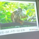다람쥐 원숭이^^ 이미지