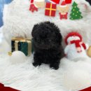 오독안심분양센터 강아지분양 고양이분양 하남점 이미지