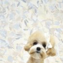 트리밍스튜디오제제 이미지