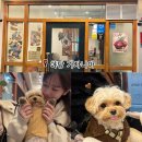 가자니아 | 야당역 애견동반카페 [가자니아] 실내 동반 가능한 파주 카페