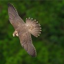 호연지기 이미지