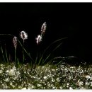 아침이슬 이미지