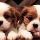 예뿐강아지 이미지