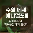 수원 메쎄 애니멀포럼, 파충류부터 희귀동물까지 총정리