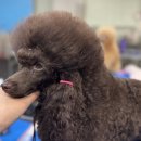 탑 애견 이미지