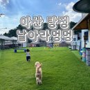 아산 탕정 28개월아기랑 다녀온 애견카페 날아라멍멍 솔직후기
