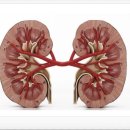 전남대학교 면역치료혁신센터 | “2025년 이후 신장(콩팥) 치료의 혁신과 희망: 최신 임상 연구와 미래 치료 전략”