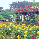 연지유치원 | 북구 장미 명소 화명동 장미원 어제 우중에 다녀온 만개 소식(장미공원, 개화상황, 주차 팁)