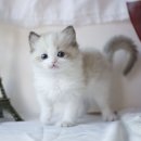 부산고양이분양 그린캣 이미지