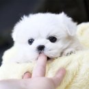 일산애견 이미지