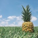 파인애플 이미지