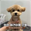 배넷 | [정관]소몽 | 기장 정관 애견카페 겸 애견미용 민찌의 배넷미용 후기 #내돈내산