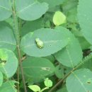 굴개굴개 청개구리 이미지