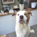 올 도그 그루밍(All DOG GROOMING) 이미지