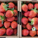 킴스베리 이미지