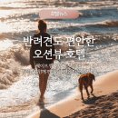 거북애견 | 정왕동 애견 동반 호텔 추천 반려견과 함께 머무는 거북 섬 숙소 오션뷰 객실 선택