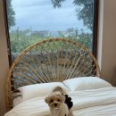 레이즈어라운드 | 제주도 강아지 동반 숙소 | 레이즈어라운드 애견동반 감성 숙소 솔직후기