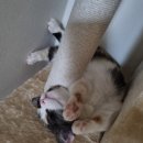 나도 고양이 생겼다 이미지