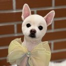 그루밍독 연구소 이미지