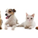 도담동물의료센터 이미지