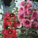 꽃과 식물로 정원가꾸기 이미지