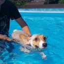 도그마실 이미지