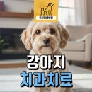 동백동물병원 | 강아지 입 냄새가 심하고 양치할 때 피가 나요! 치과 치료 후기 - 용인 동백 죽전동물병원