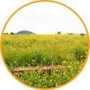 우연해 | 제주도 유채꽃밭 명소 일출봉유채밭 2월 여행지 추천 봄꽃구경 가볼만한곳