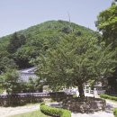 천과나무 이미지