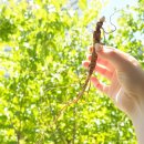 함양산삼직거래유통 | 40대 남자 선물 함양산삼 7년근 3뿌리+1뿌리 산양삼 먹는법 & 보관방법