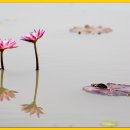 그루터기 이미지