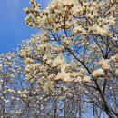 흥동 농장 | 김해 목련숲, 지금가야 하는 이유 (위치,주차, 함께 갈만한곳 정리)