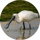 가곡분관(경로식당) | 화개정원 모노레일 예약꿀팁 입장료 주차장 강화도 가볼만한곳 교동도