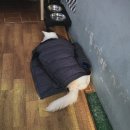 개빵뜯어먹는소리 이미지