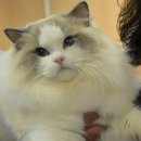 3Cat | [랄라스윗 랙돌캐터리] 96–97th TICA-KOCC CAT SHOW 캣쇼 후기