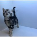 도그의 하루 이미지