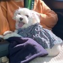 우노도스 | 대부도 리몽애견펜션 우노,도스방 후기(두번째 방문입니다~완전 추천쓰~~!!)