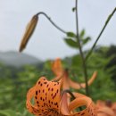 깨수니 나리 종류 이미지